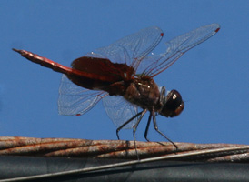 Carolina Saddlebags